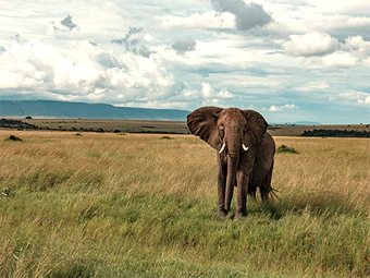 África Oriental (Quénia e Uganda)